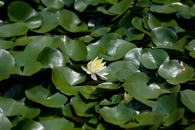 Utatsuyama Park Hanashoubuen