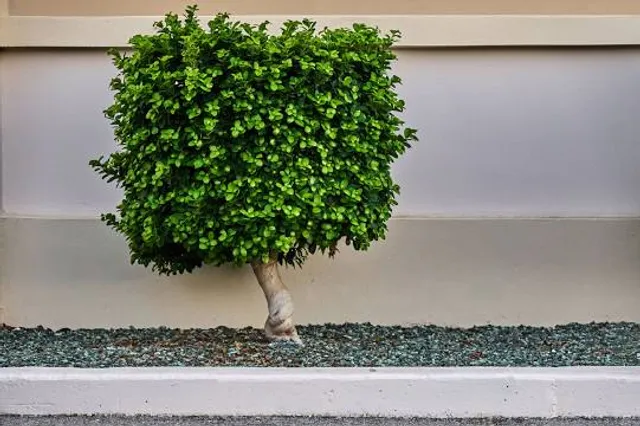 Square Trees Nature Trail