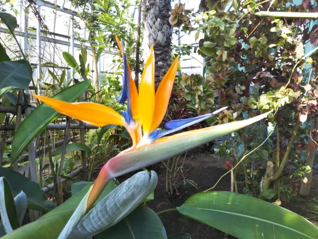 Saitamashi Engei Botanical Gardens