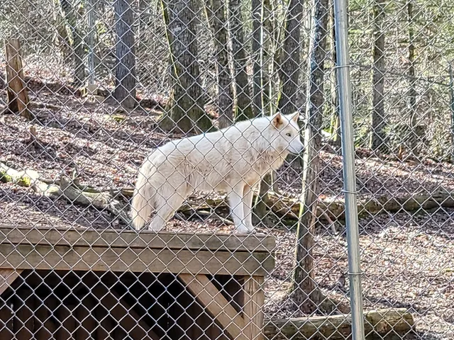 North Georgia Wildlife Park and Safari