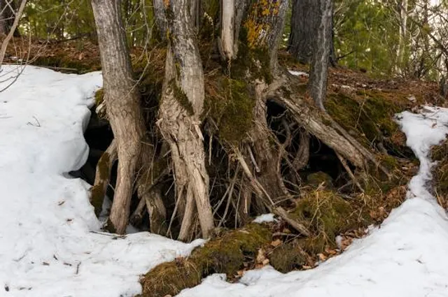 Borowy Jar Punkt Widokowy