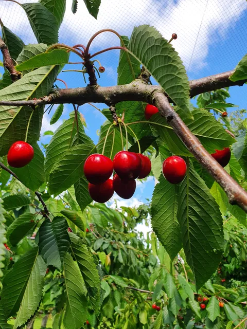 Zelfpluktuin Groenhof