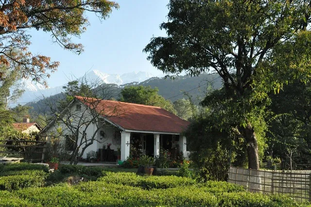 Darang Tea Estate
