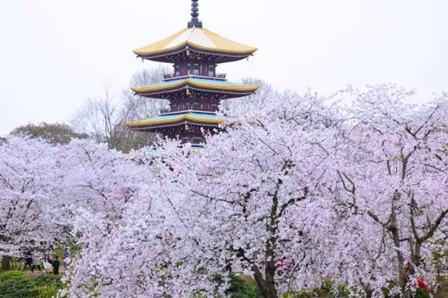 East Lake Cherry Blossom Park