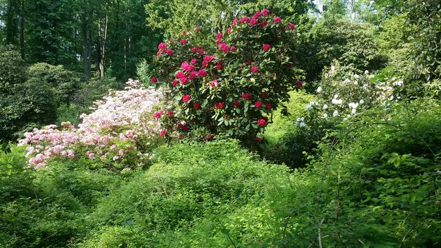 Park różaneczników