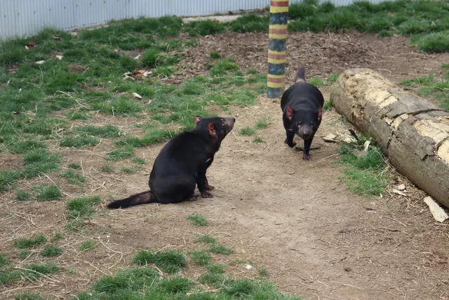 Australia and Islands