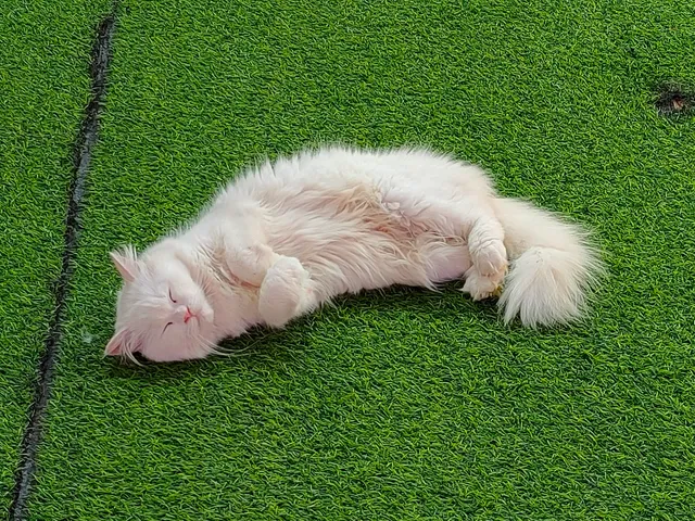 Cat House Cameron Highlands