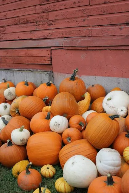 Wisata Desa BMJ - Mojopahit