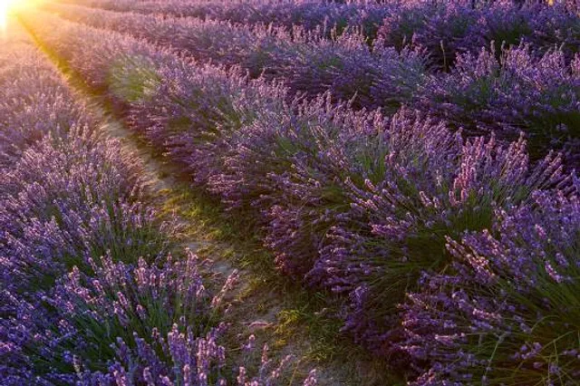 Hood River Lavender Farms
