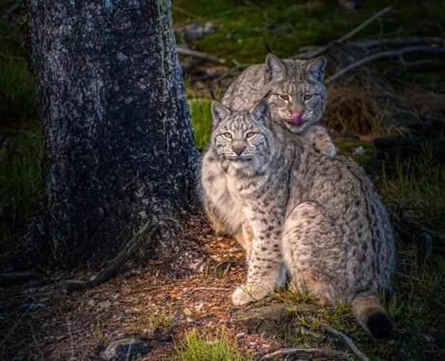 Wild Park Waldhaus Mehlmeisel