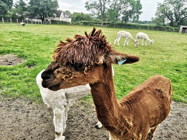 Church Farm Tea Rooms & Childrens Farm