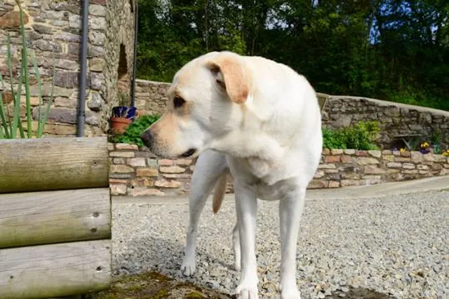 Museum of guerrilla glory