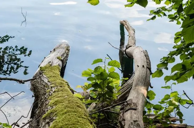 Lagow-Sulecinski Landscape Park