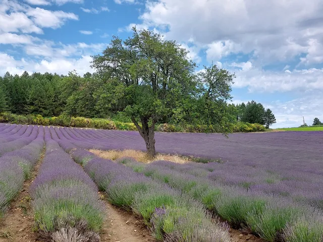 Le Chemin des Lavandes