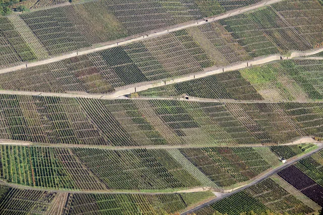 Dernauer Weinfrühling
