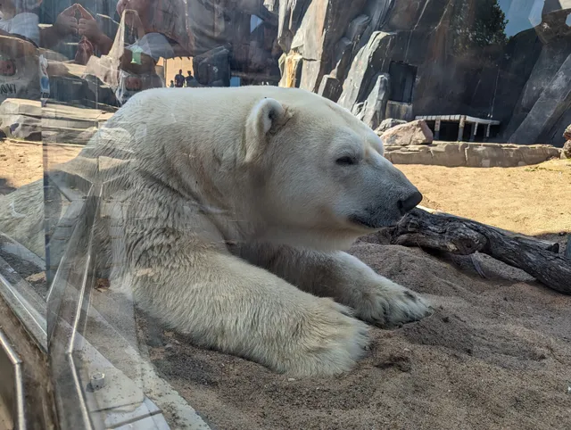 McDonnell Polar Bear Point