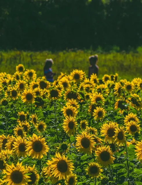 Haltiala Sunflower Field