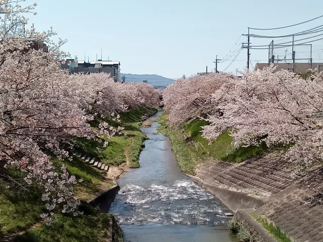 Kawaji Cherry Trees