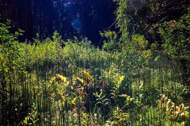 Uckermärkische Seenlandschaft
