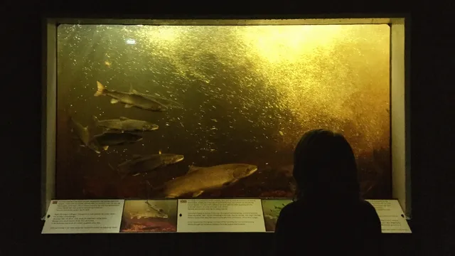 Nasjonalt villakssenter - Kvåsfossen / Norsk Villakssenter