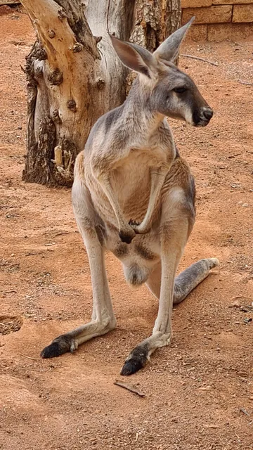 Josephine's Gallery and Kangaroo Orphanage