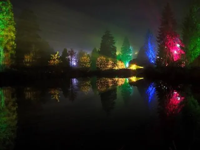 Christmas at Bedgebury