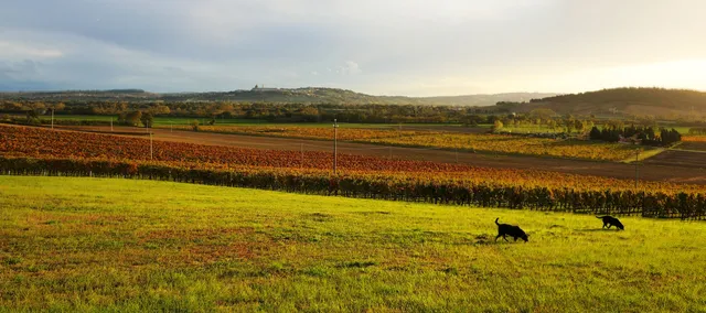 Fattoria Le Terrazze