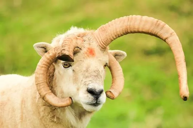 Museo Arqueológico Calima