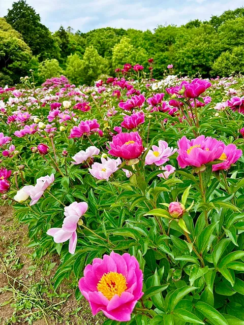 Peony Garden Tokyo in Tsukuba