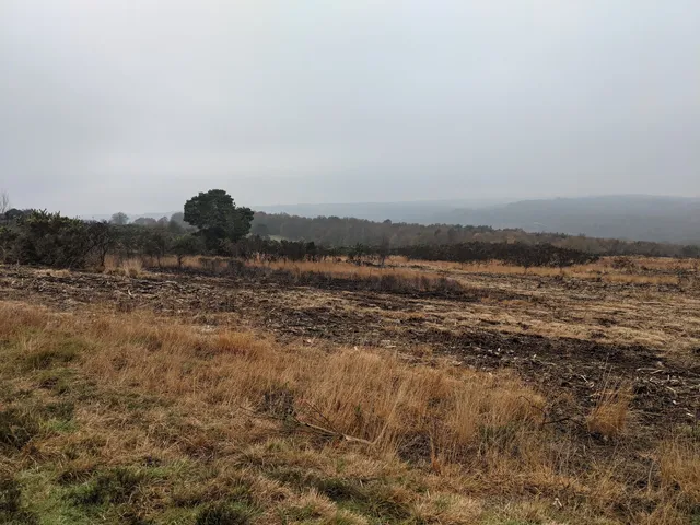 Ashdown Forest
