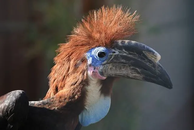 Exotic Park, zoo de Lescar