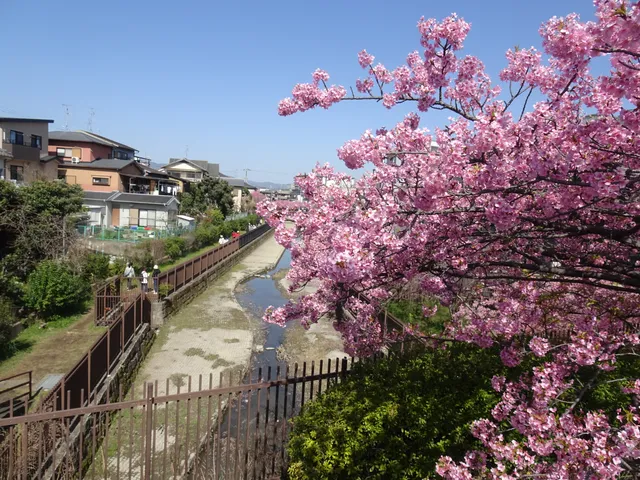Kawazu-Zakura Cherry Trees in Yodo