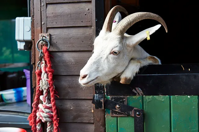 Kentish Town City Farm