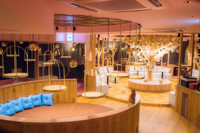 Cat Cafe MOCHA - Nagoya Sakae