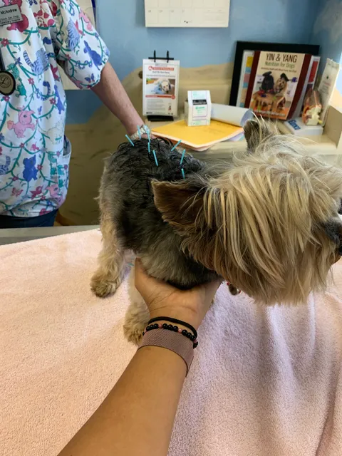 South San Diego Veterinary Hospital