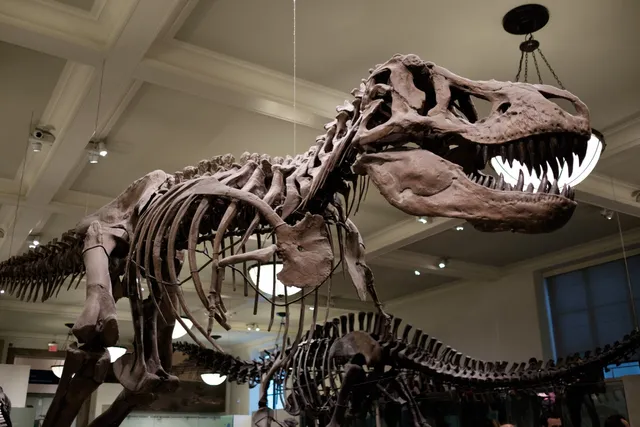 81 St-Museum of Natural History