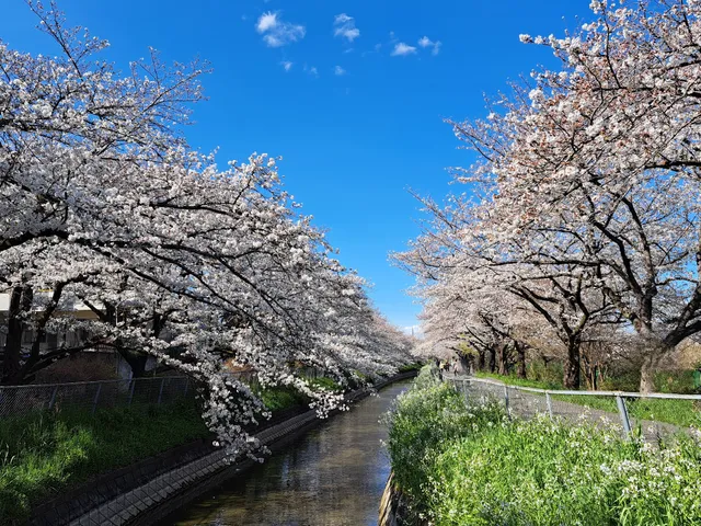 見沼田んぼの桜回廊