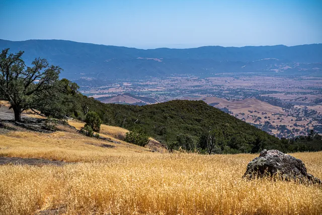 FIGUEROA MOUNTAIN POPPY AND LUPINE FIELDS