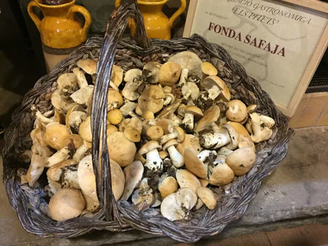 Vavi Scp ( FONDA SAFAJA )