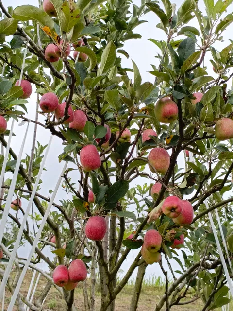 OYO 90661 Hotel Merlin