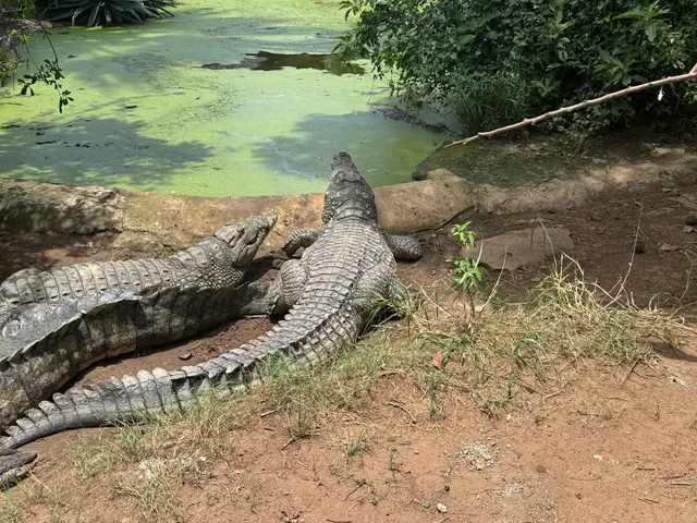 Livingstone Crocodile Park