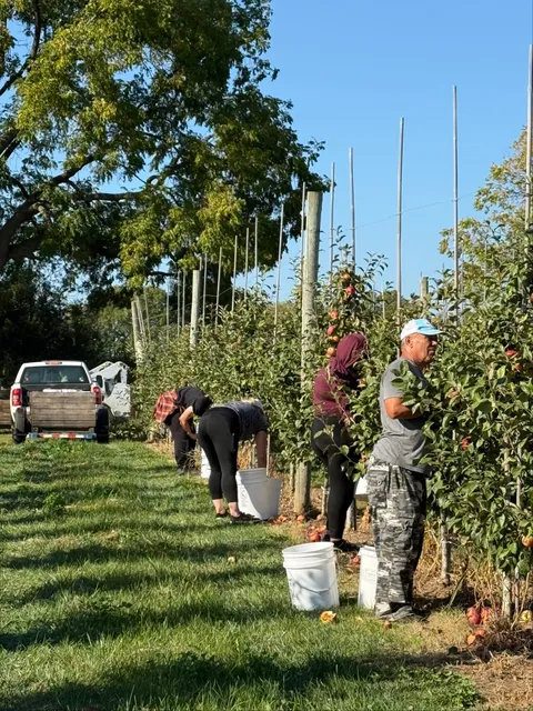 SunBerry Orchard's Fruit Haven