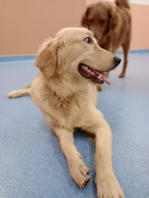 Barking Hound Village Sandy Springs