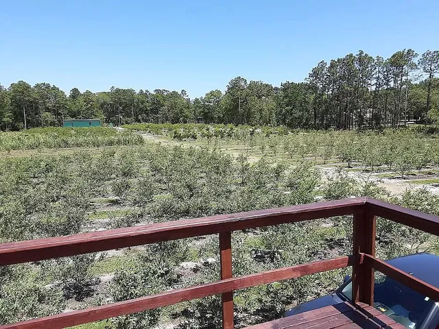 Crystal River Orchard U-Pick Blueberry, Peach and Nectarine Farm and Nursery