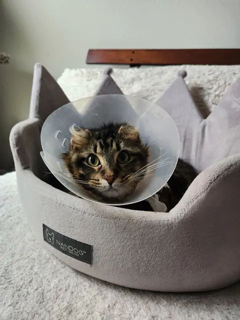 SAINT Cat Rescue & Adoption Center