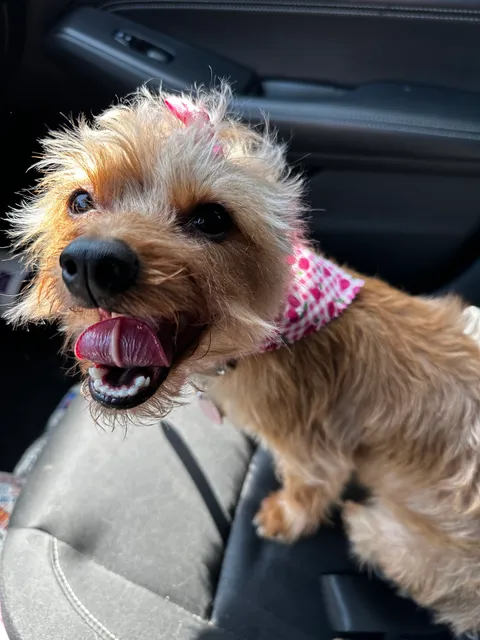 Snazzy Jazzy's Pet Salon Towson