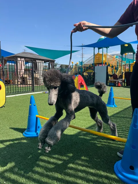 South Park Doggie - Adventureland (South Bay)