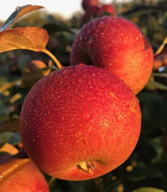 Hall Farms Apple Orchard
