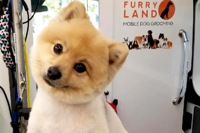 Furry Land Of Colorado Springs