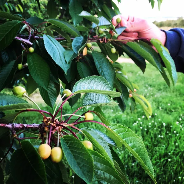 Cherry U-Pick at Third Coast Fruit Co.